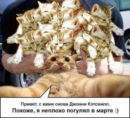 Нажорный зал мем с котом