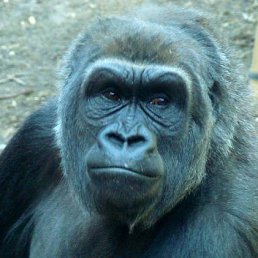 �����, �����, 54 ����