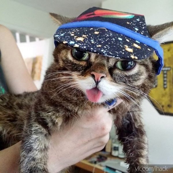 Настало время по клянчить у вас лайки для этого чудного котейки.