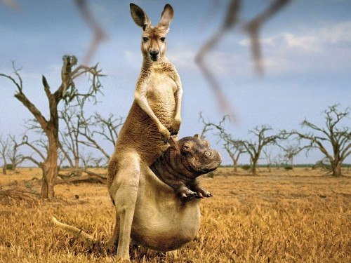   ,  : fotostrana.ru/public/237255/