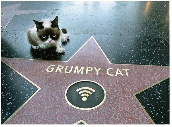 Grumpy Cat      . !