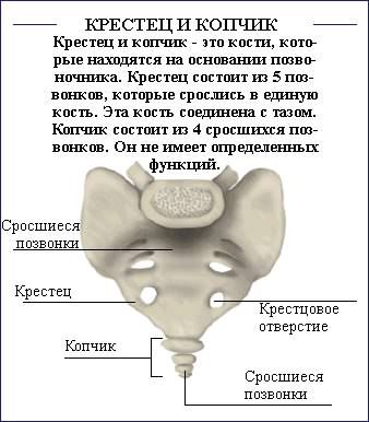 Как исправить осанку (силовые упражнения).Необходимо отметить, что данный список не полон, поскольку ... - 3
