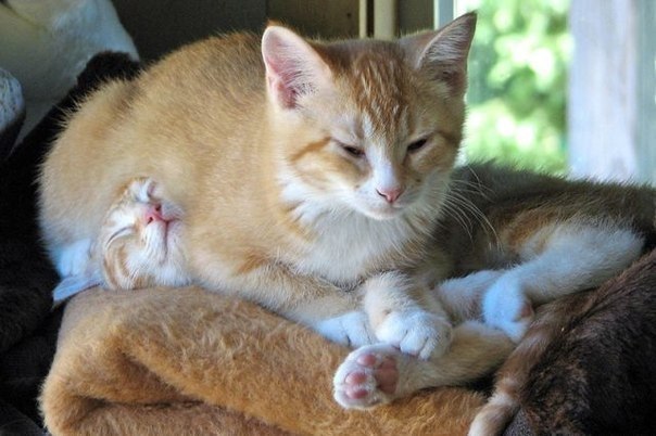 ������� ��������