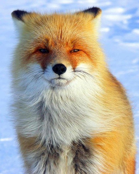 Fox-.#animal@travel.blog - 4