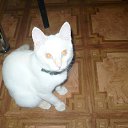  , , 51  -  13  2014    .