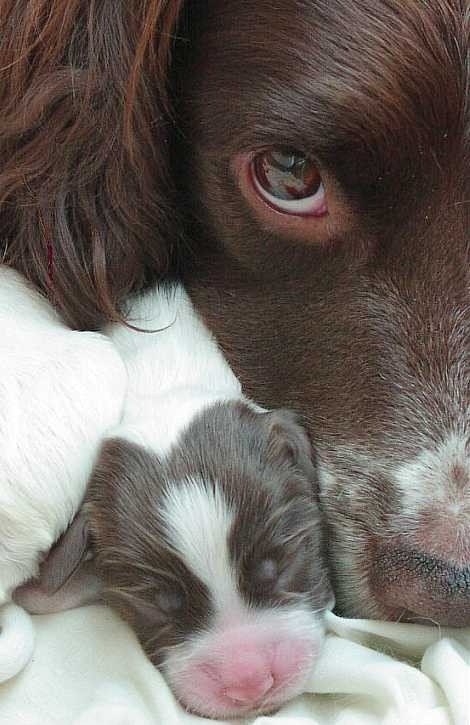    .#animal@travel.blog
