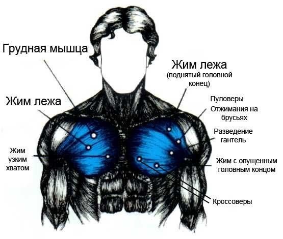 Если грудные мышцы и могут чем-то удивить, так это своим исполинским размером. Задача набора ...