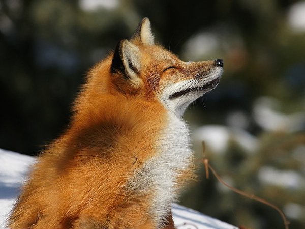 Fox-.#animal@travel.blog - 3