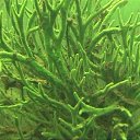 ���� ������, �����-���������, 60 ��� - ��������� 30 �������� 2014 � ������ ���� ����������