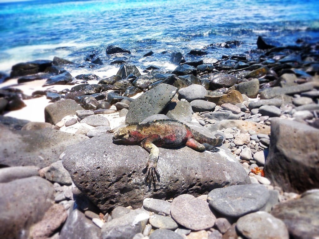  .#animal@travel.blog - 5