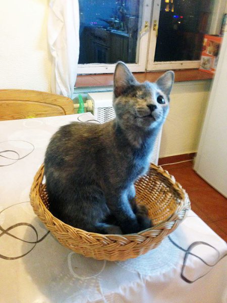 Рубрика #котизм_доброта.МоскваЭто самая отважная девчонка на свете! От рождения у нее нет одного ... - 3