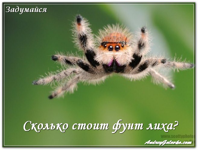   : <a href=