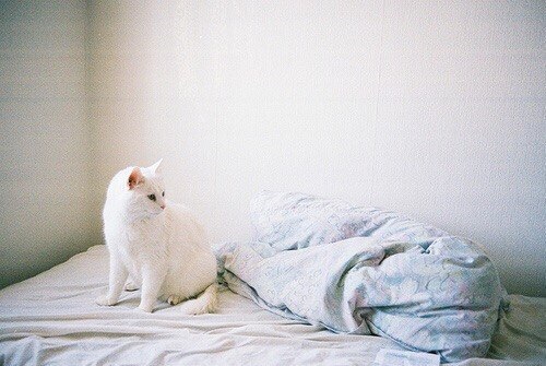 Котик летаев белый