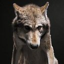  Grigorij, , 49  -  14  2014    