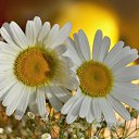 ���� �����, ������ - ��������� 17 ������� 2014 � ������ �flowers�