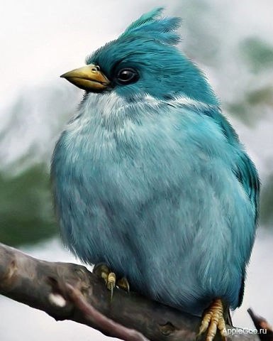 Angry Birds    ! - 2