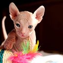 ���� Deimon, �������� - ��������� 2 �������� 2014 � ������ ������ ��������