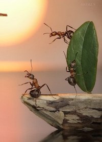 Упорство - это талисман жизни. © Французская пословица - 5