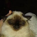  N..., , 47  -  29  2014       )))