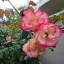 ���� �����, ��������� - ��������� 7 ������� 2014 � ������ ���� ����������