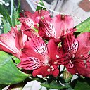 ���� Nadezhda, ����������, 66 ��� - ��������� 27 ������� 2014 � ������ ������ ��������