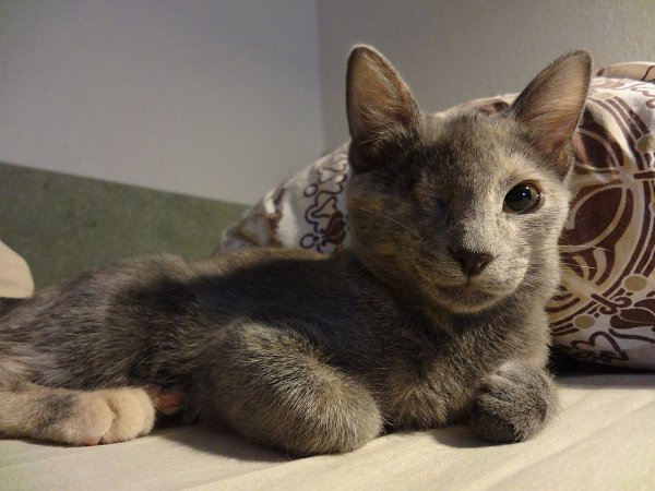 Рубрика #котизм_доброта.МоскваЭто самая отважная девчонка на свете! От рождения у нее нет одного ... - 4