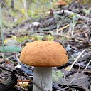  Skoj,  -  9  2014   - 