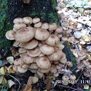 ���� ������, �������� - ��������� 17 �������� 2014 � ������ ������ � ��������!�