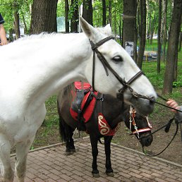  Viktor, , 75  -  29  2014