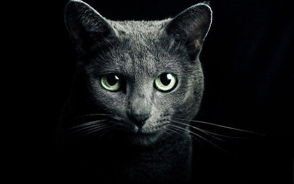 Я всегда хотела быть белой и пушистой, но увы... Я черная и гладкошерстная!