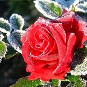 ���� �����, �������, 70 ��� - ��������� 14 ������ 2015 � ������ ������ ��������