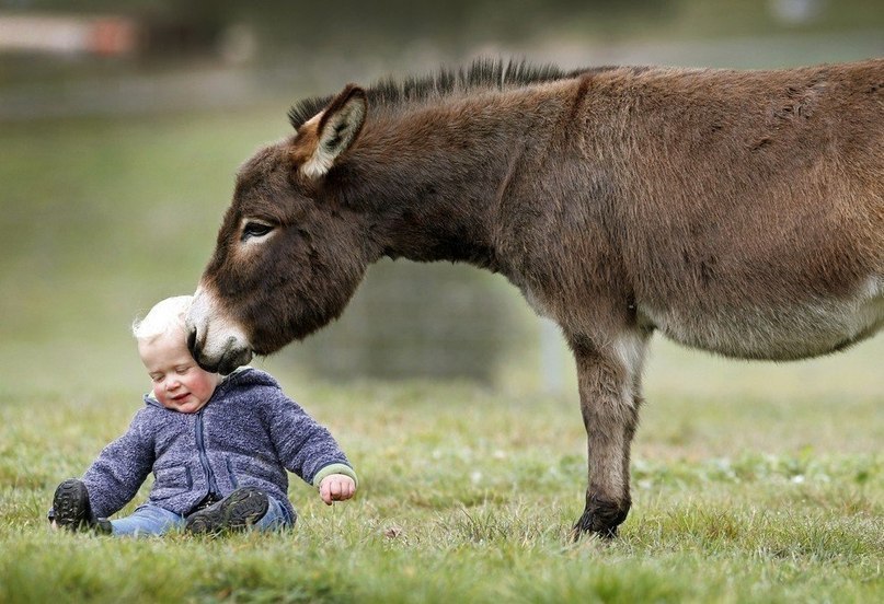  ,    Amelia Rise Donkeys,    ,  ... - 4