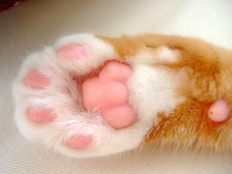 Лапка кота