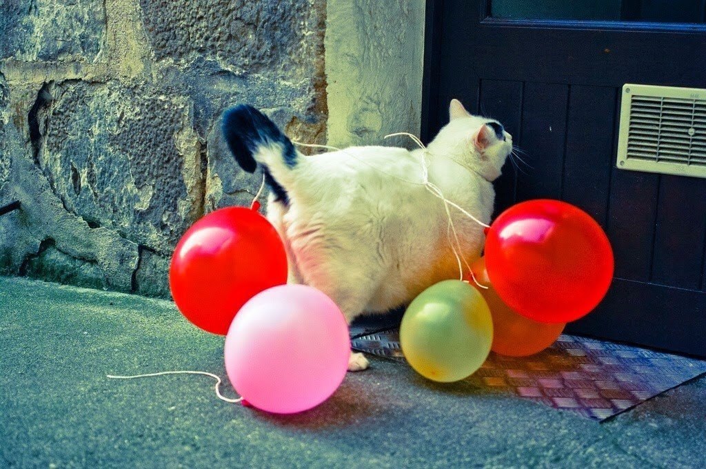Кот шарик. Кот с шарами. Кошка с воздушными шариками. Приколы с воздушными шарами.