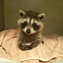 ���� ������, �����, 69 ��� - ��������� 7 ������ 2015 � ������ �������