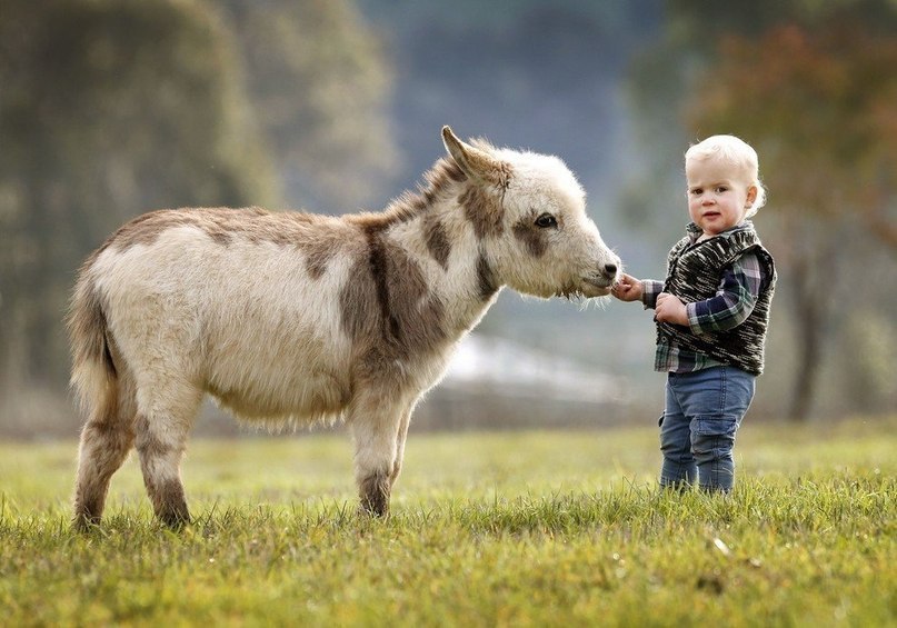  ,    Amelia Rise Donkeys,    ,  ... - 3