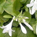  , , 58  -  25  2015     - 