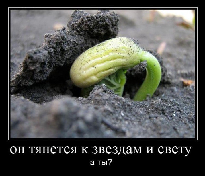 Былинка полюбила Солнце... Конечно, на взаимность ей трудно было рассчитывать: у Солнца столько ...