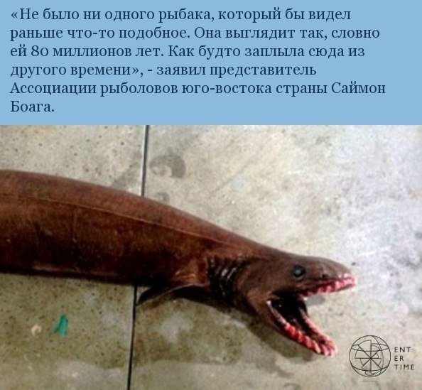 У берегов Австралии рыбаки выловили акулу, родословная которой составляет 80 миллионов лет - 3