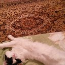 ��� ������� ��� �� ������� ���� ����������