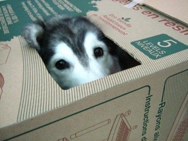 Талли — пес, который был воспитан кошками, и на полном серьезе считает, что он кошка. - 4