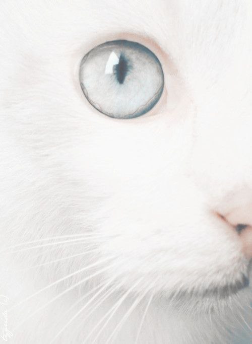 white - 4