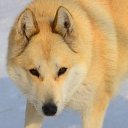 ���� ����� �� ������� ���� ,,�����,,�