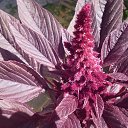 ���� �������, �����������, 57 ��� - ��������� 21 ������� 2014 � ������ �������