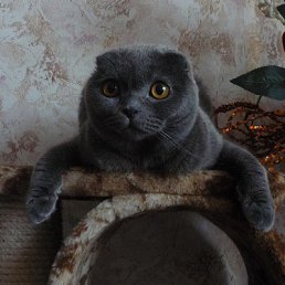 �������, ������, 53 ����