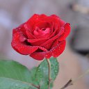 ���� Leonid, ������, 64 ���� - ��������� 27 ������ 2015 � ������ ���� ����������