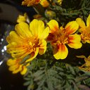 ���� �������, �����������, 57 ��� - ��������� 21 ������� 2014 � ������ �������