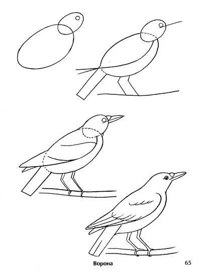 Как рисовать птиц. Рисуем птиц поэтапно. витамин-п-байкальский.рф