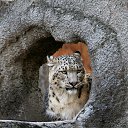 ���� �����, ��������, 67 ��� - ��������� 21 ������ 2015