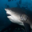 ���� ������, ���� - ��������� 7 ������ 2015 � ������ �����